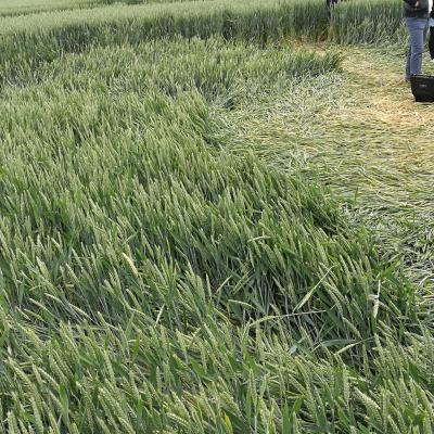 Crop circle